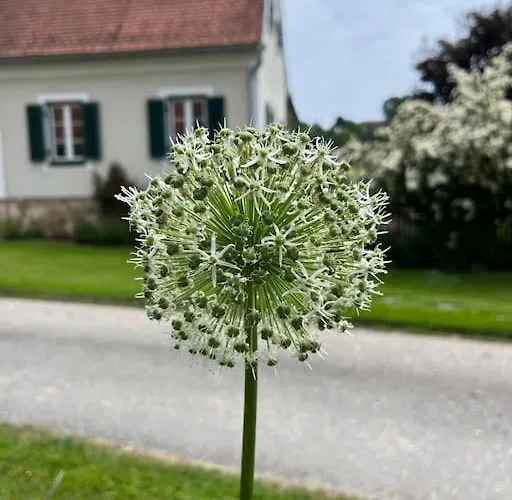 Naehe Graz In Ruhiger Lage 公寓 Dobl-Zwaring